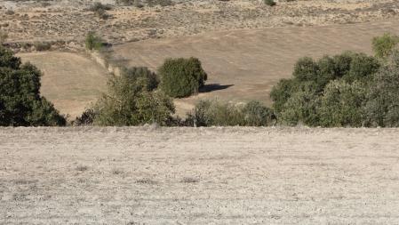 Reto visual: ¿Dónde está el conejo?