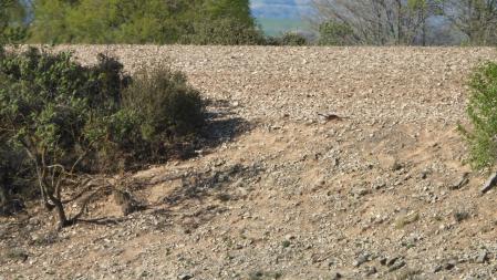Reto visual: ¿Puedes ver dónde está el pájaro?