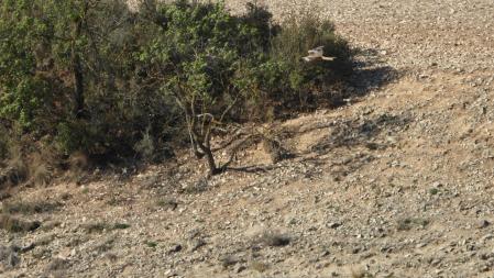 Reto visual: ¿Eres capaz de ver al milano real?