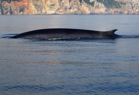 Un rorcual común frente a la costa dianense.