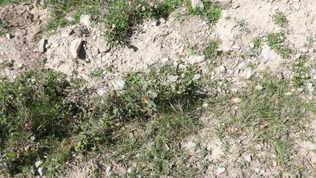 Reto visual: ¿Puedes encontrar a la mariposa verde?