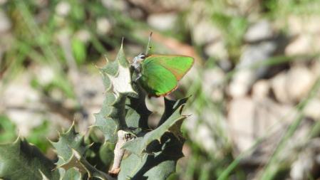 La mariposa verde, en detalle.