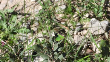 La mariposa verde, en detalle.