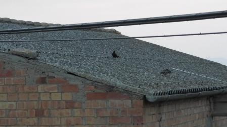 Mochuelo regurgitando en plena discusión con el mirlo.