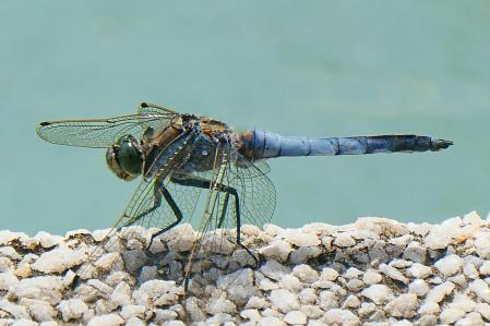 Los ojos de la libélula.