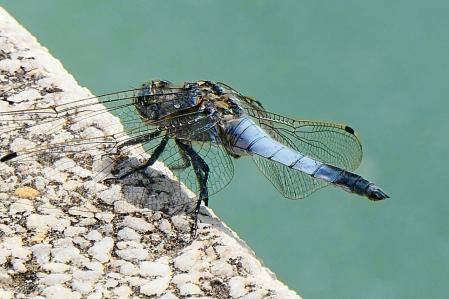 Los ojos de la libélula.