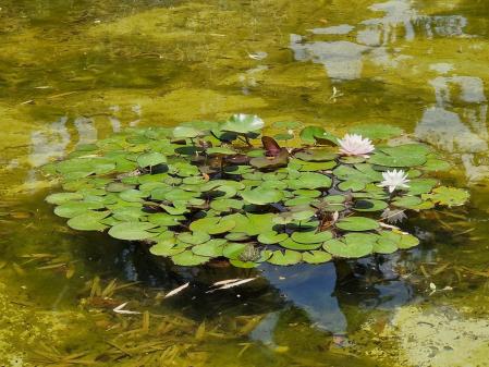 Jardins de Pedralbes.