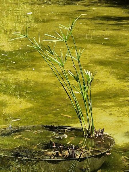 Jardins de Pedralbes.