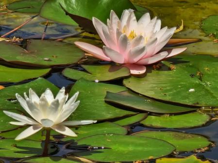 Jardins de Pedralbes.