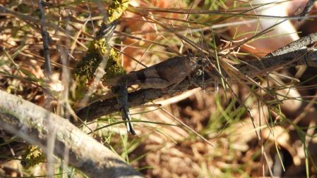 El saltamontes, en detalle.
