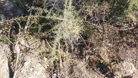 Solución al Reto visual del saltamontes.