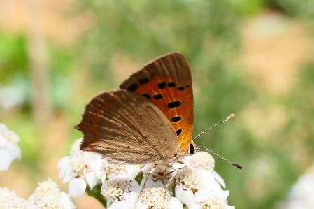 Mariposa Manto bicolor.
