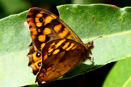Mariposa de los muros.
