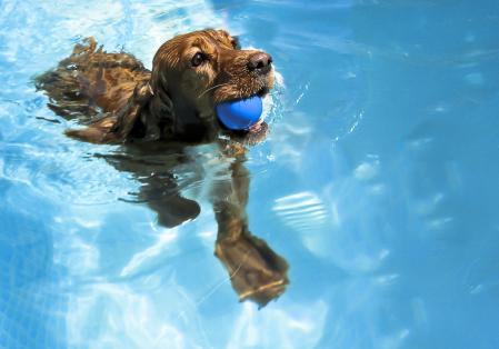 Perro nadando con una pelota