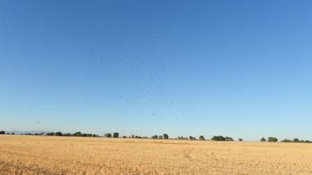Detalle de la columna de mosquitos.