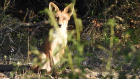 El zorro, en detalle.