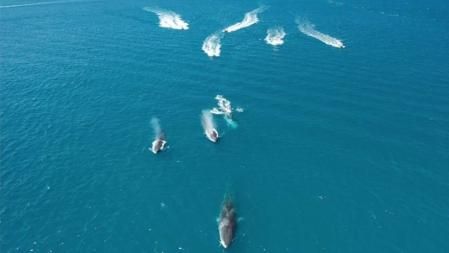 La normativa en vigor prohíbe acercarse a cetáceos o llevar a cabo maniobras que puedan alterar su paso  .