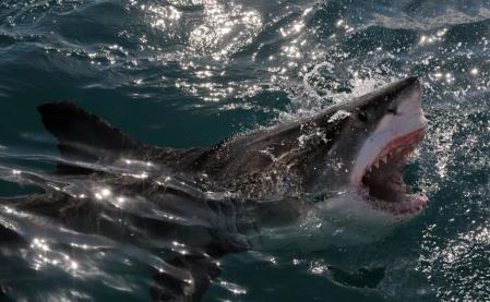 Los tiburones blancos se han marchado y han surgido otros depredadores