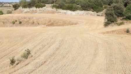 Reto visual: ¿Puedes ver a los tres conejos en este campo de Altet?