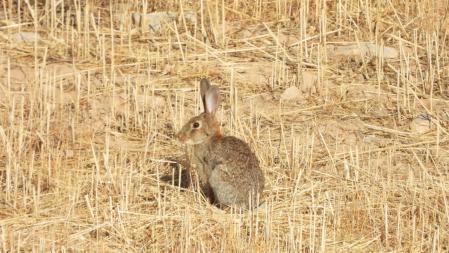 Uno de los conejos, en detalle.