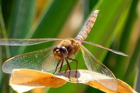 Libélula en el huerto del monasterio de Pedralbes.