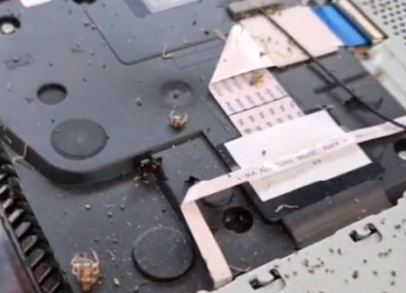 Cucarachas muertas y heces