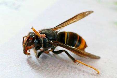 Avispa asiática atacada.