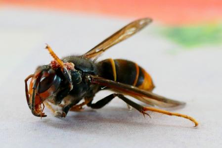 Avispa asiática atacada.