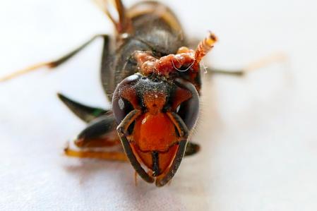 Avispa asiática atacada.