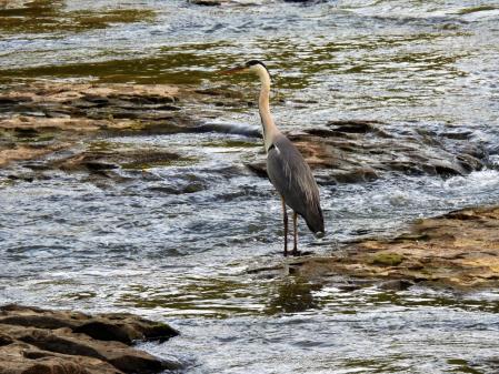 Garza real atenta a la pesca en el río Ter.