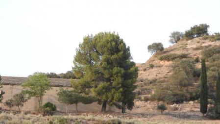 Reto visual: ¿Dónde está el milano real?