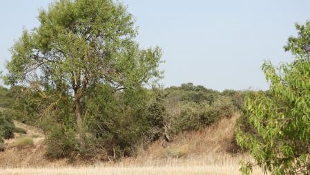 Reto visual: ¿Eres capaz de ver al pájaro?