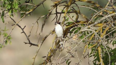 El alcaudón, en detalle.