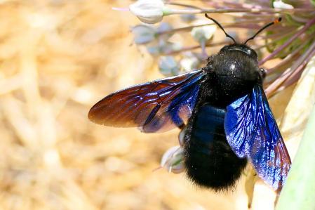 Abejorro carpintero.