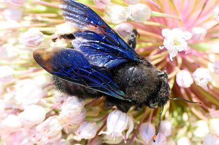 Abejorro carpintero.