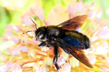 Abejorro carpintero.