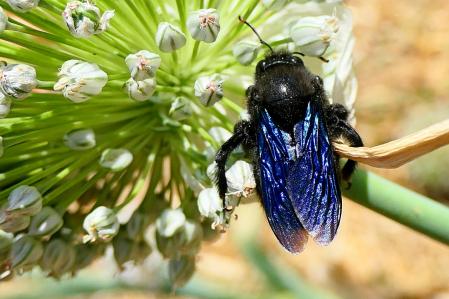 Abejorro carpintero.