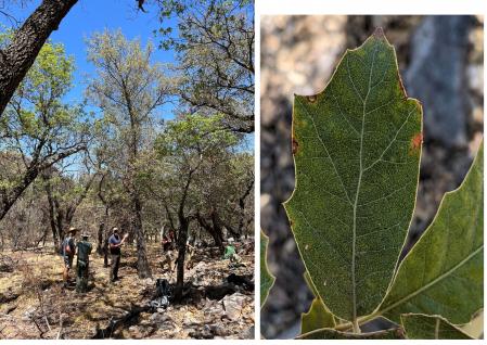 Visión general y muestra de una de las hojas del 'Quercus tardifolia' encontrado  .