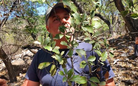 Uno de los miembros del equipo muestra una rama del árbol descubierto  .