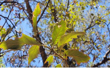 Detalle del roble descubierto en Texas  .