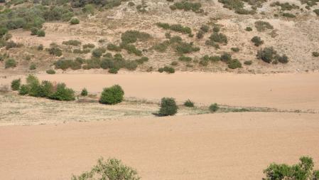 Reto visual: ¿Puedes encontrar al zorro en este campo de Altet?