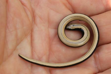 La culebrilla de cristal.