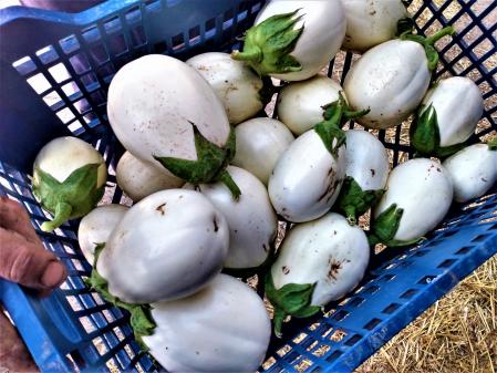 Berenjenas blancas.