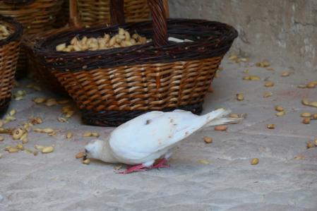 Garbanzos del huerto del monasterio de Pedralbes.