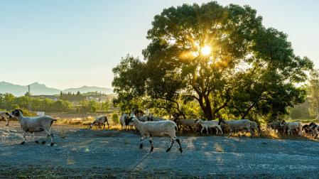 Sequía en el pasto en Osona.