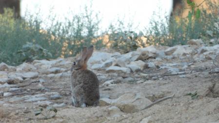 El conejo, en detalle.