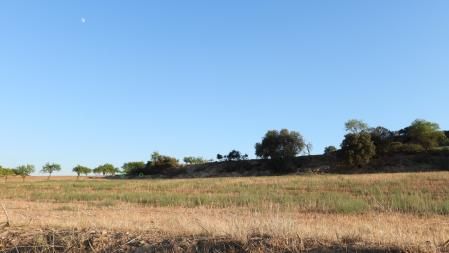 Solución al Reto visual de los conejos.