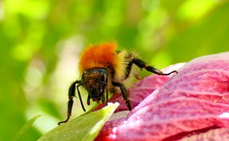 Abejorro hembra en la rosa de Sharon.
