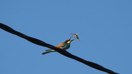 El abejaruco, a la caza.