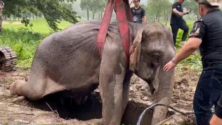 Impactante rescate de un bebé elefante y su madre en Tailandia